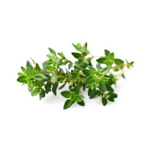 Tymián