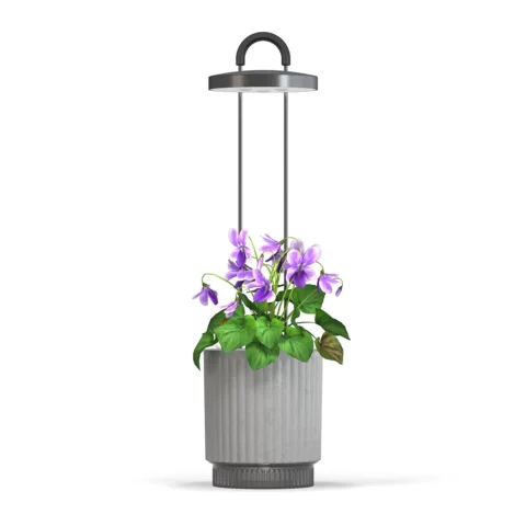 Smart Garden 1 HydroVase, šedá