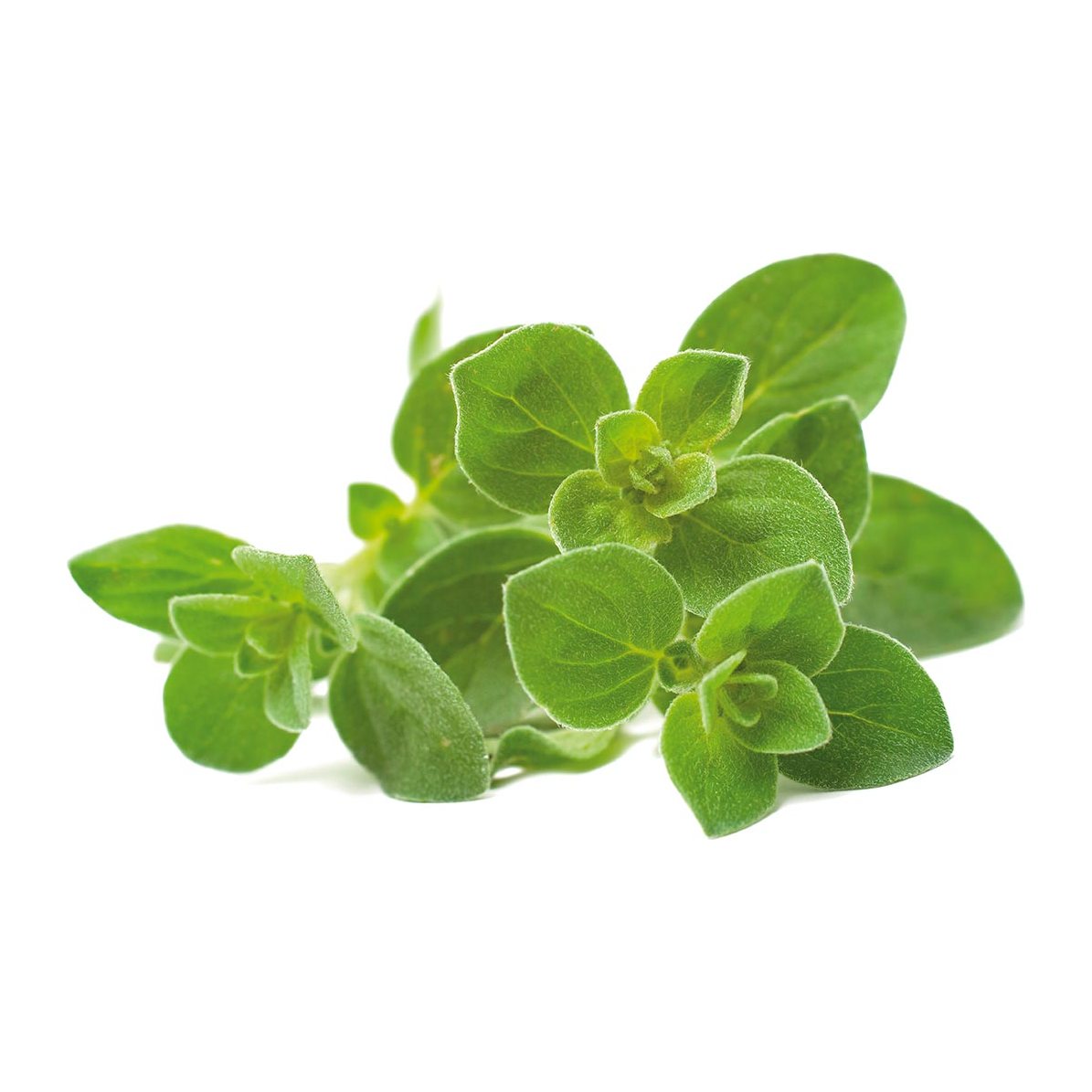 Oregano