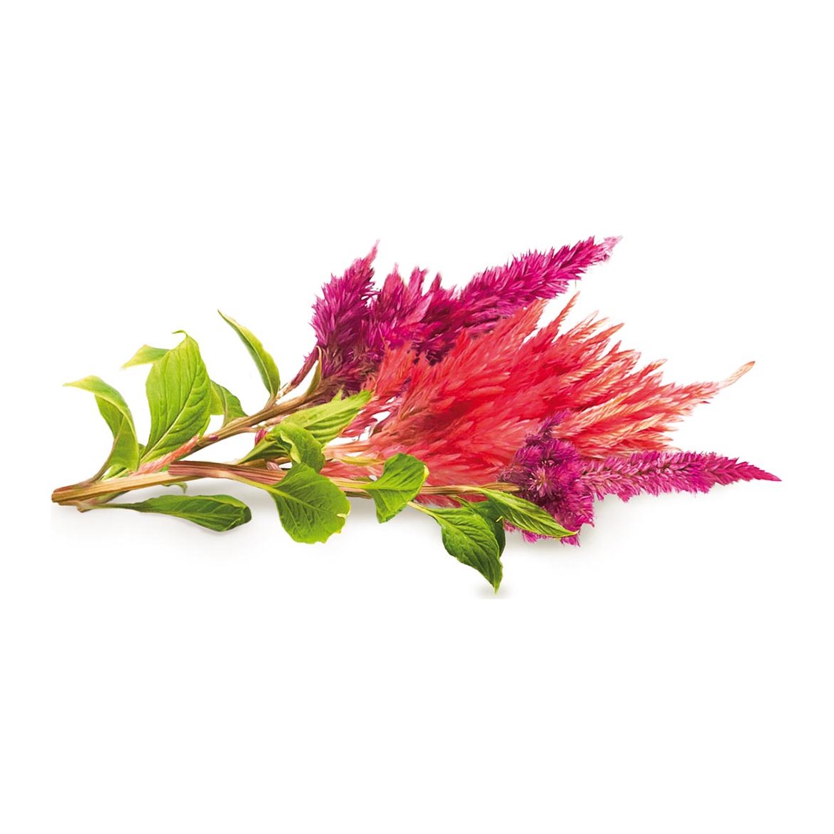 Nevadlec (celosia)