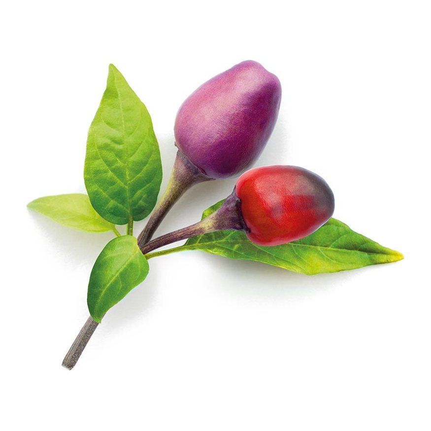 Fialové chilli