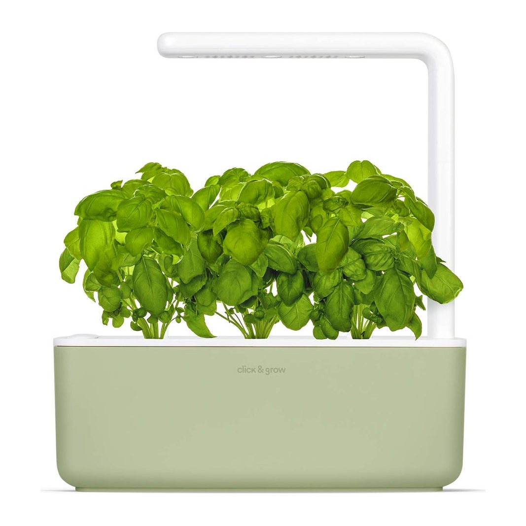 Smart Garden 3, sage