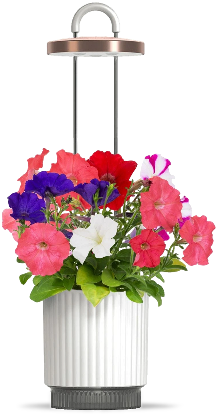 Smart Garden 1 HydroVase, bílá